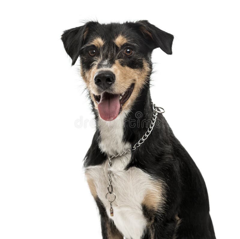 Kreuzungshund lokalisiert auf Weiß stockbild