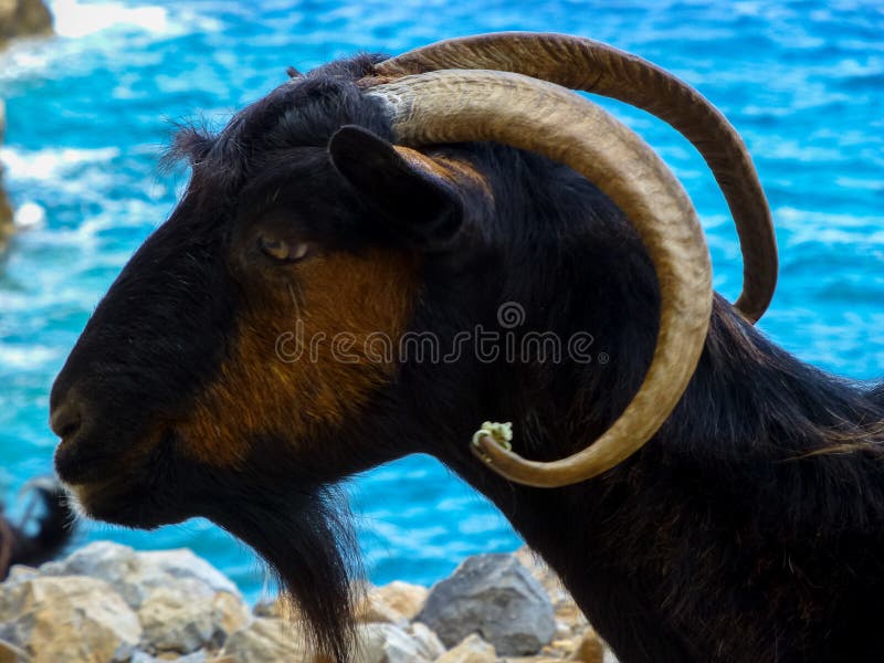 Kri-kri wild Cretan goat close up