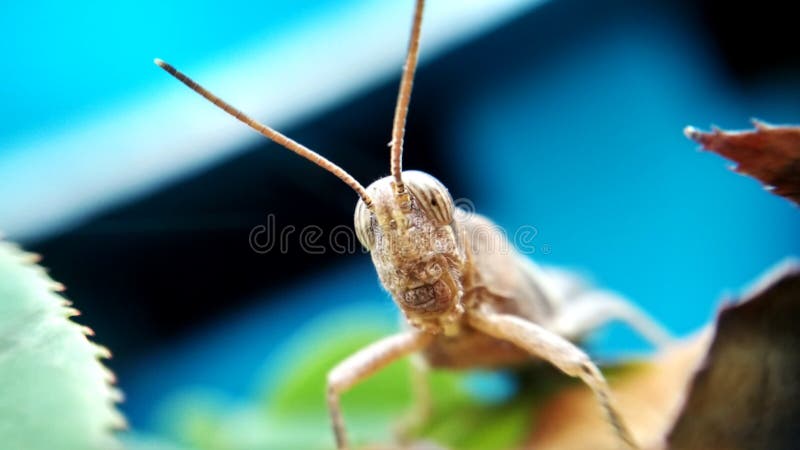 Download Kricket auf Blatt stockbild. Bild von insekt, makro, kricket - 96933523