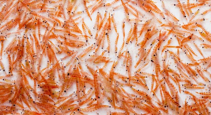 Krill antártico Krill antártico