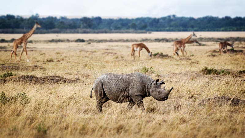 Kritisch Bedreigde Zwarte Rinoceros in Afrika stock foto Kritisch Bedreigde Zwarte Rinoceros in Afrika stock foto