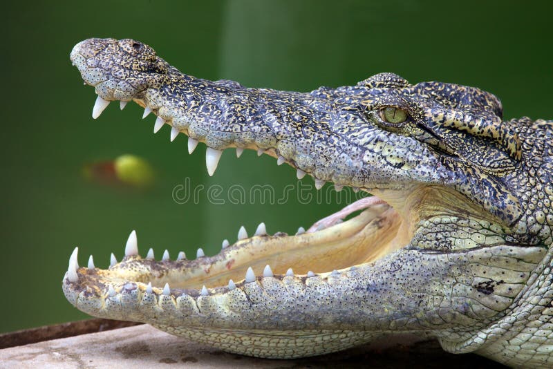 Side portrait of open mouthed crocodile with green water in background. Side portrait of open mouthed crocodile with green water in background.