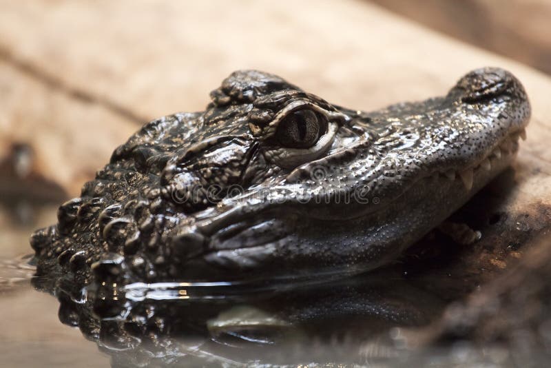 Krokodil stockbilder Krokodil stockbilder