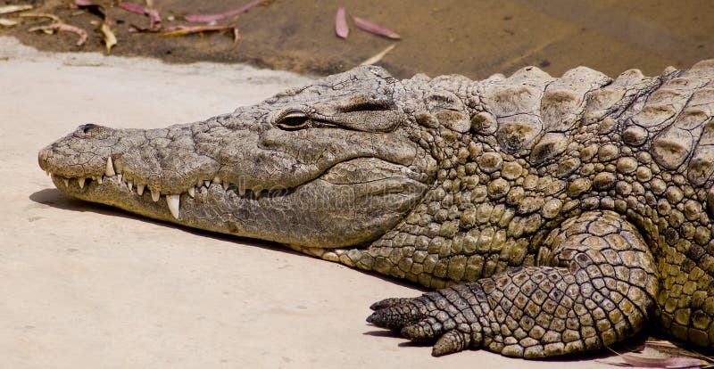 Portrait of a crocodile resting in the sun. Portrait of a crocodile resting in the sun