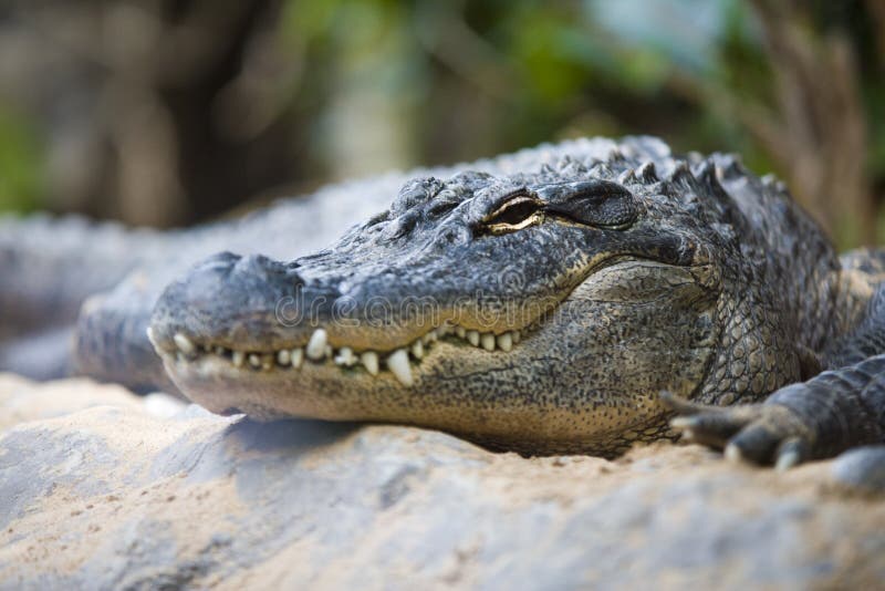A very beautifull dangerous crocodile. A very beautifull dangerous crocodile