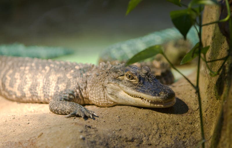 Image of crocodile in the zoo. Image of crocodile in the zoo