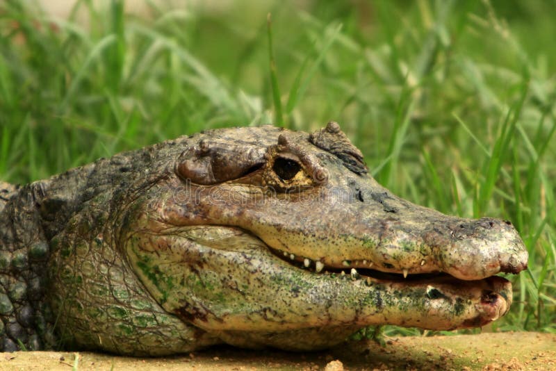 This crocodile was just is enjoying the early morning sun. The Slow and Silent movement is dangerously amazing. This crocodile was just is enjoying the early morning sun. The Slow and Silent movement is dangerously amazing