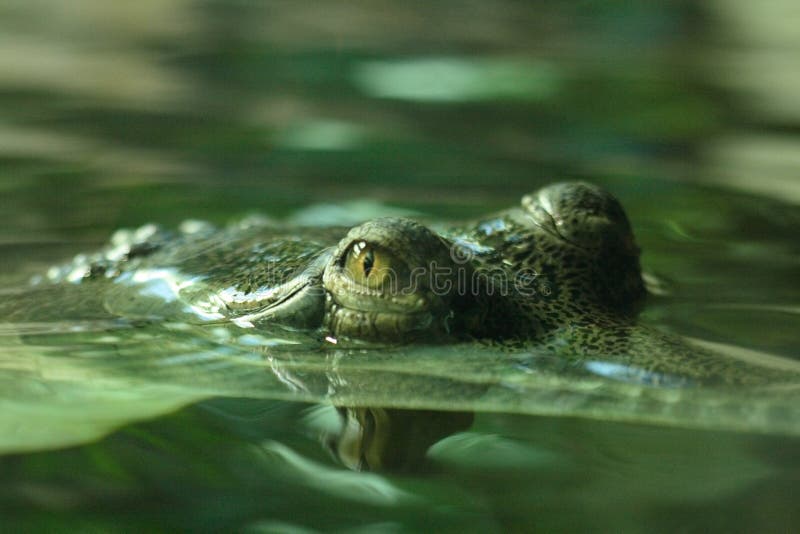 Detail of crocodile (nice eyes) in the water. Detail of crocodile (nice eyes) in the water