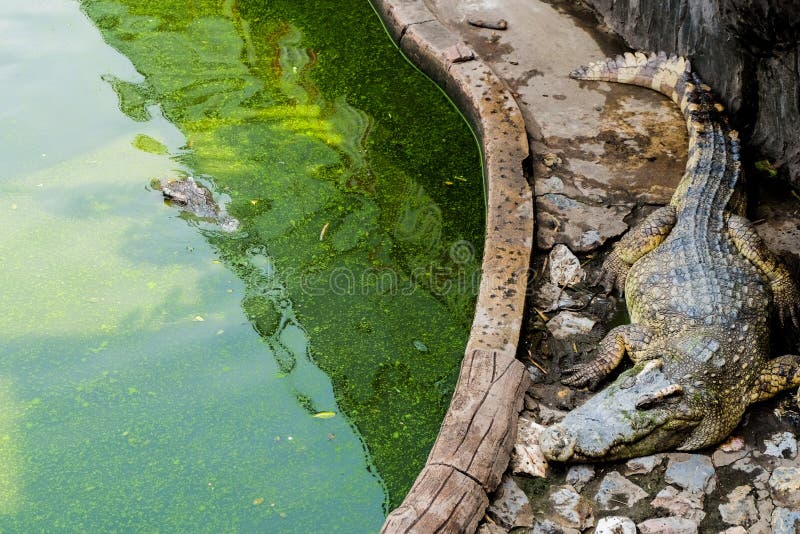 Krokodil of Alligator die op land en in het vuile water lopen royalty-vrije stock fotografie Krokodil of Alligator die op land en in het vuile water lopen royalty-vrije stock fotografie