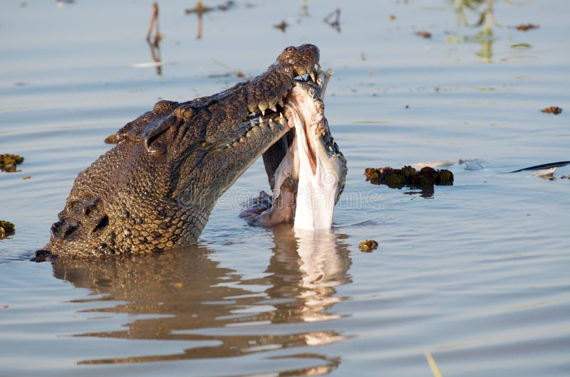 Krokodil, das Opfer isst lizenzfreie stockbilder Krokodil, das Opfer isst lizenzfreie stockbilder