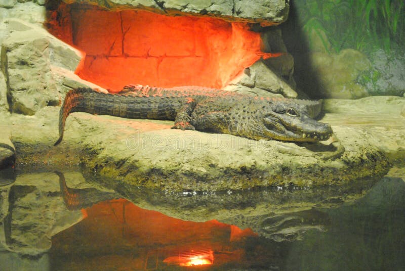Krokodil die op de rotsen in de dierentuin liggen stock foto's Krokodil die op de rotsen in de dierentuin liggen stock foto's