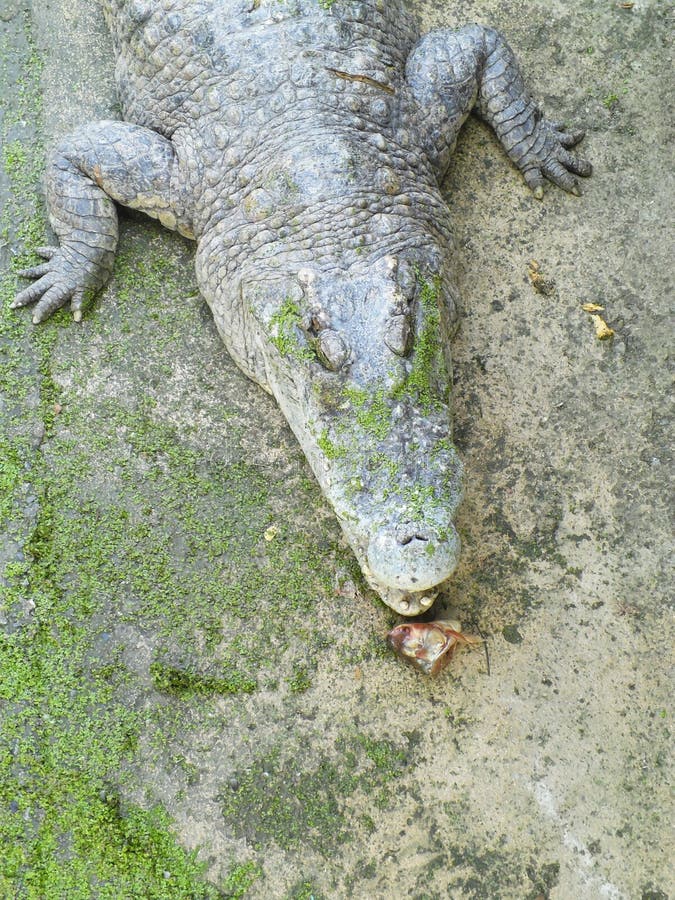 Krokodil het eten royalty-vrije stock afbeeldingen Krokodil het eten royalty-vrije stock afbeeldingen