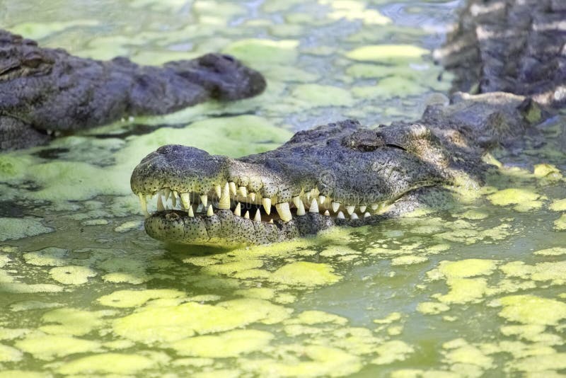 Nile crocodile in swamp. Nile crocodile in swamp