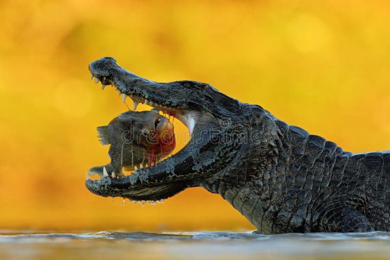 Krokodil met open snuit Yacarekaaiman, krokodil met vissen binnen met avondzon, Pantanal, Brazilië Het wildscène van aard stock foto Krokodil met open snuit Yacarekaaiman, krokodil met vissen binnen met avondzon, Pantanal, Brazilië Het wildscène van aard stock foto