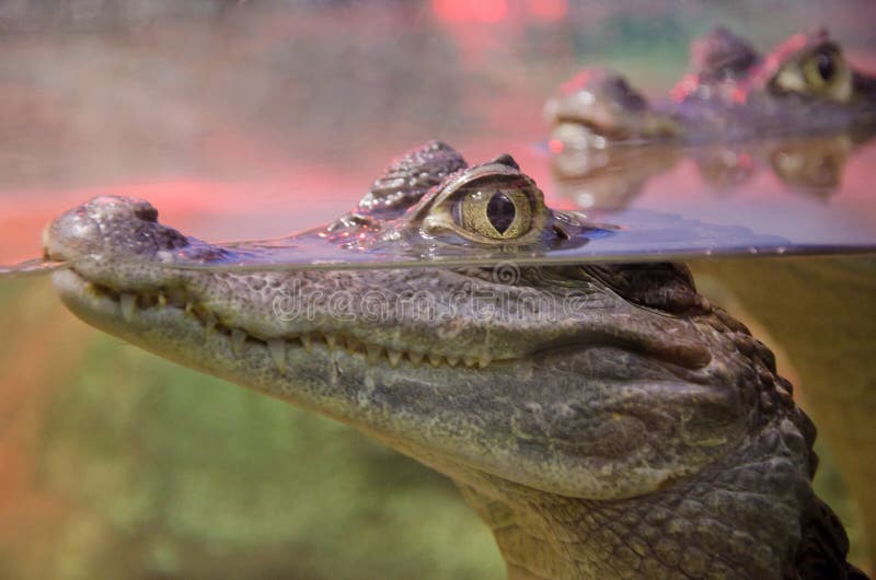 Closeup of a crocodile with its eyes above the water surface. Closeup of a crocodile with its eyes above the water surface