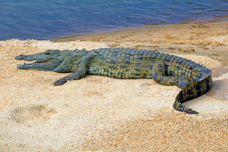 Krokodil op zandbank in Swasiland/Eswatini stock afbeelding Krokodil op zandbank in Swasiland/Eswatini stock afbeelding