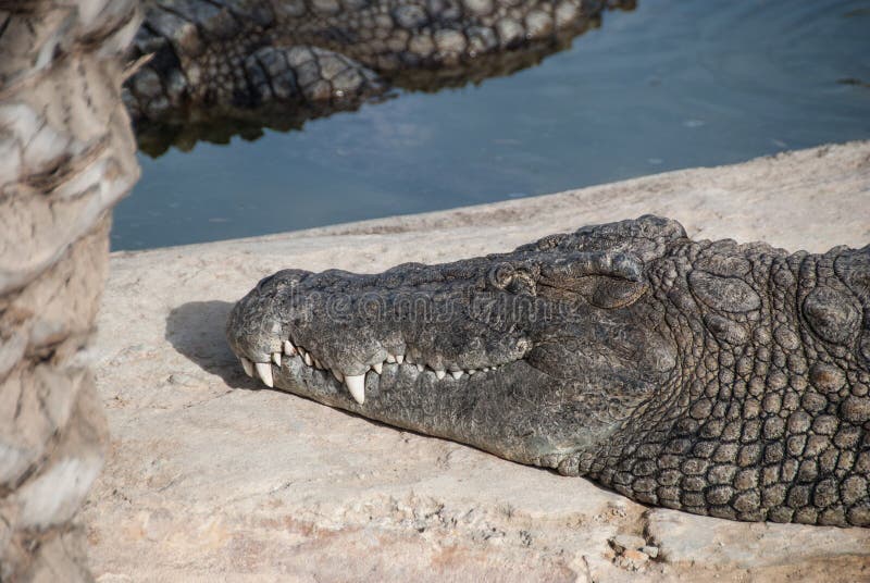 tunisia safari park