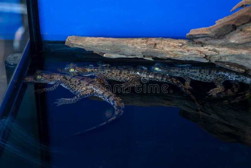 Krokodilbaby of Crocodylus Porosus die op het hout liggen royalty-vrije stock afbeelding Krokodilbaby of Crocodylus Porosus die op het hout liggen royalty-vrije stock afbeelding