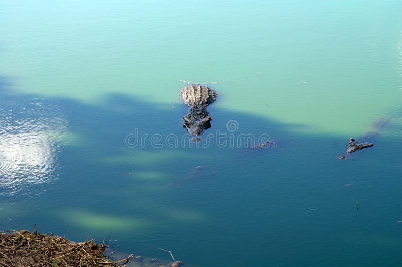 Krokodile lizenzfreies stockbild Krokodile lizenzfreies stockbild