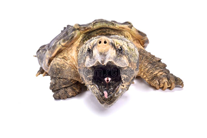 The Alligator snapping turtle,Macrochelys temminckii, is one of the largest freshwater turtle species in the world. It is the most dangerous freshwater turtle with huge jaws they are capable of inflicting massive injuries. The Alligator snapping turtle,Macrochelys temminckii, is one of the largest freshwater turtle species in the world. It is the most dangerous freshwater turtle with huge jaws they are capable of inflicting massive injuries.