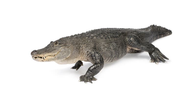Krokodille mississippiensis - (30 jaar) royalty-vrije stock fotografie Krokodille mississippiensis - (30 jaar) royalty-vrije stock fotografie