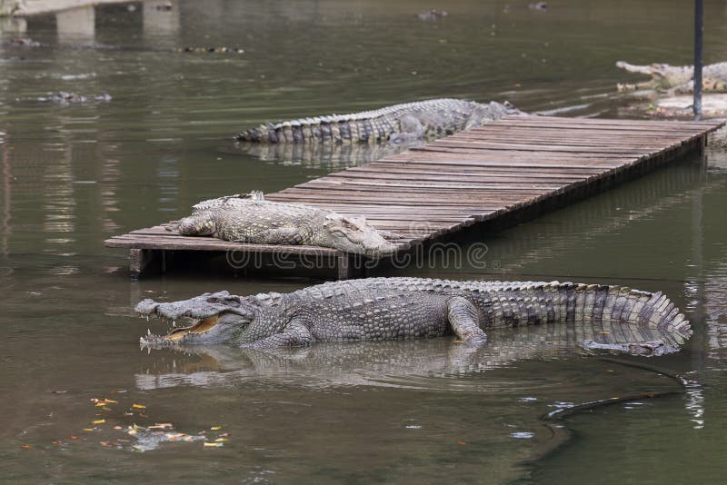 Krokodillen in grote vijver van krokodillandbouwbedrijf royalty-vrije stock afbeelding Krokodillen in grote vijver van krokodillandbouwbedrijf royalty-vrije stock afbeelding