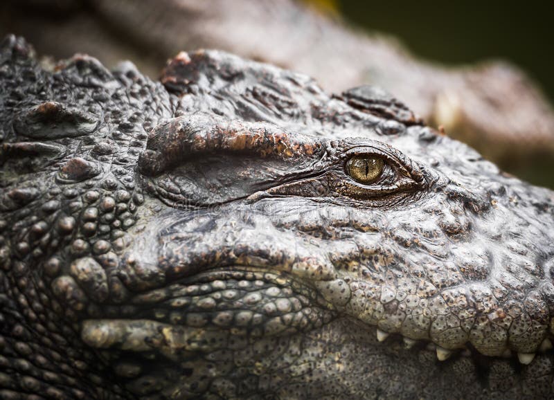 Closeup the eye of the wildlife crocodile. Closeup the eye of the wildlife crocodile