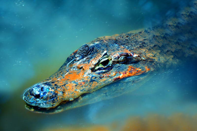 A freshwater crocodile hiding in the water at trivandrum zoo, India. A freshwater crocodile hiding in the water at trivandrum zoo, India