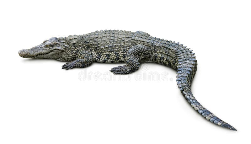 Crocodile isolated on white background. Crocodile isolated on white background