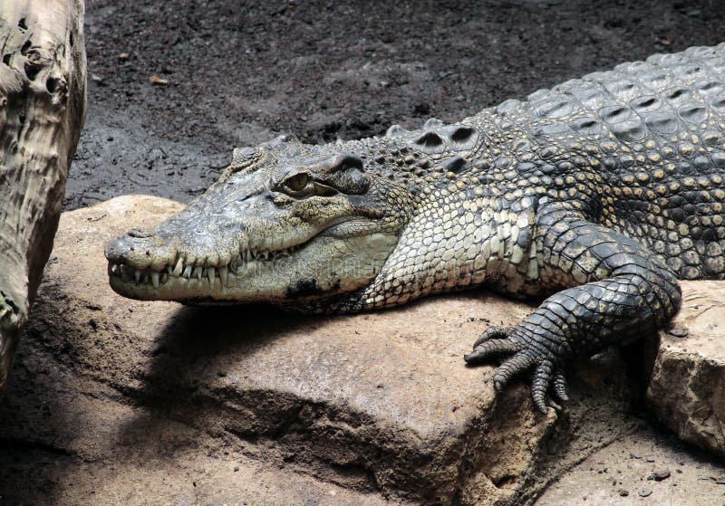 Crocodile standing on a rock. Crocodile standing on a rock