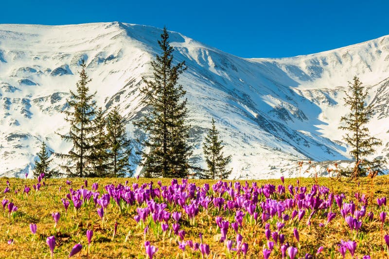 Krokus blommar i de höga bergen och vårlandskapet, Fagaras, Carpathians, Rumänien arkivfoto Krokus blommar i de höga bergen och vårlandskapet, Fagaras, Carpathians, Rumänien arkivfoto