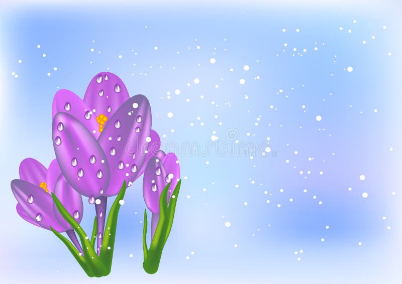 Krokus en sneeuw vector illustratie Krokus en sneeuw vector illustratie