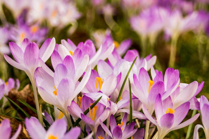 Krokus, Mehrzahl Krokusse Oder Croci Stockbild Bild von