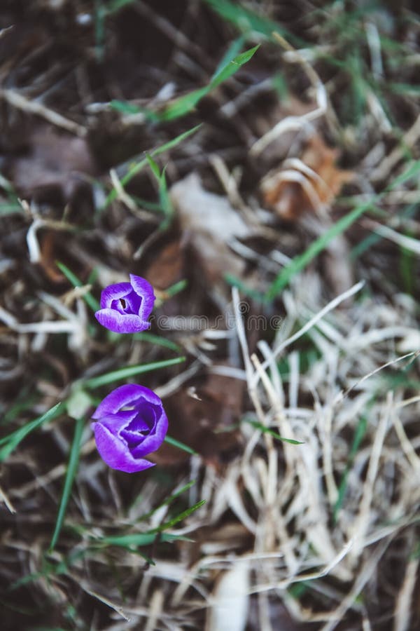 Krokus, Mehrzahl- Krokusse oder croci ist eine Klasse von Blütenpflanzen in den Schwertliliengewächsen stockbilder Krokus, Mehrzahl- Krokusse oder croci ist eine Klasse von Blütenpflanzen in den Schwertliliengewächsen stockbilder