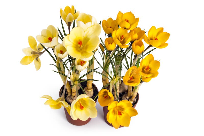 Krokus rozsady i okwitnięcia zdjęcie stock Krokus rozsady i okwitnięcia zdjęcie stock
