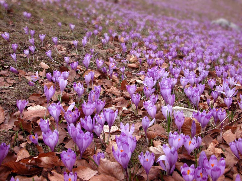 Krokus stellt im Frühjahr auf stockbilder Krokus stellt im Frühjahr auf stockbilder
