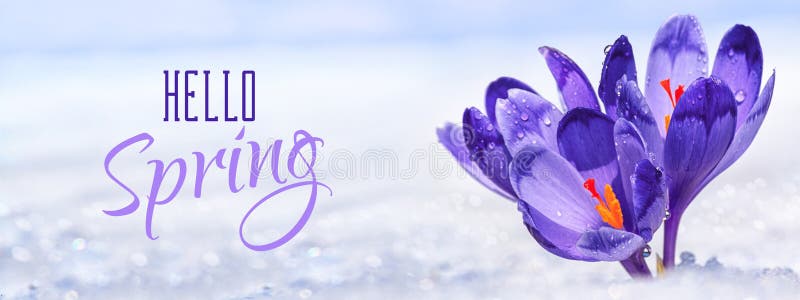Krokusar - blomma purpurfärgade blommor som från under gör deras väg snön i form av vykortet med hälsningtext arkivbild Krokusar - blomma purpurfärgade blommor som från under gör deras väg snön i form av vykortet med hälsningtext arkivbild