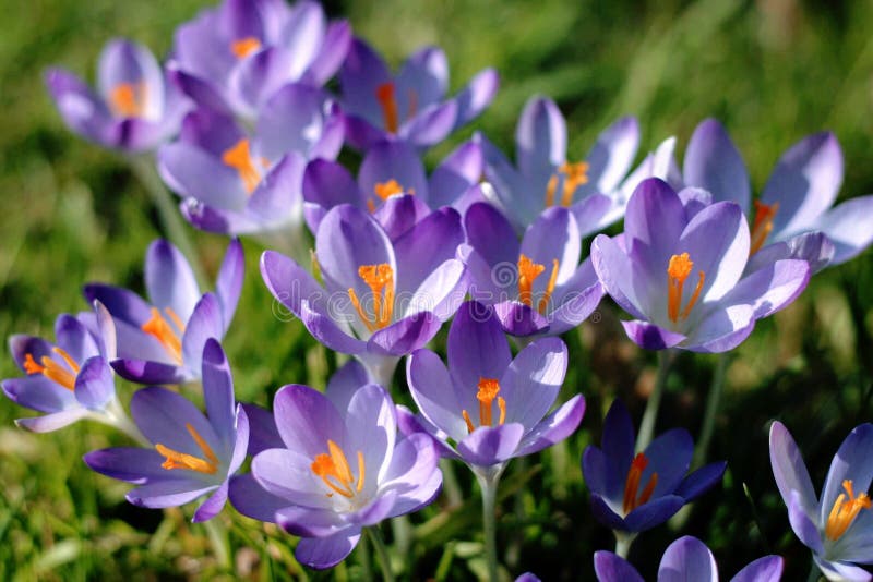 Krokusar som blommar i tidig vår royaltyfri bild Krokusar som blommar i tidig vår royaltyfri bild