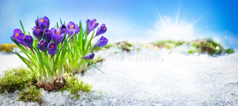Krokusbloemen die door de smeltende sneeuw bloeien