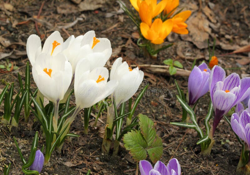 krokusblommor royaltyfri foto krokusblommor royaltyfri foto