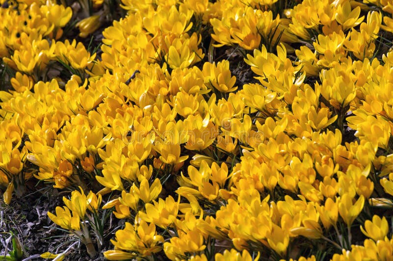 Englischer Plural Des Krokusses Krokusse Oder Croci