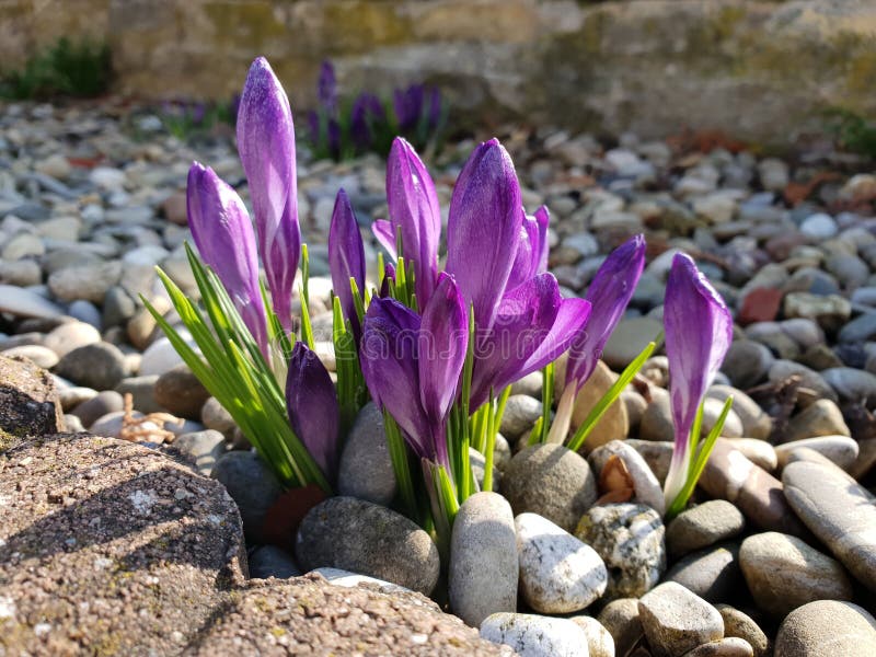 Krokussen stock fotografie