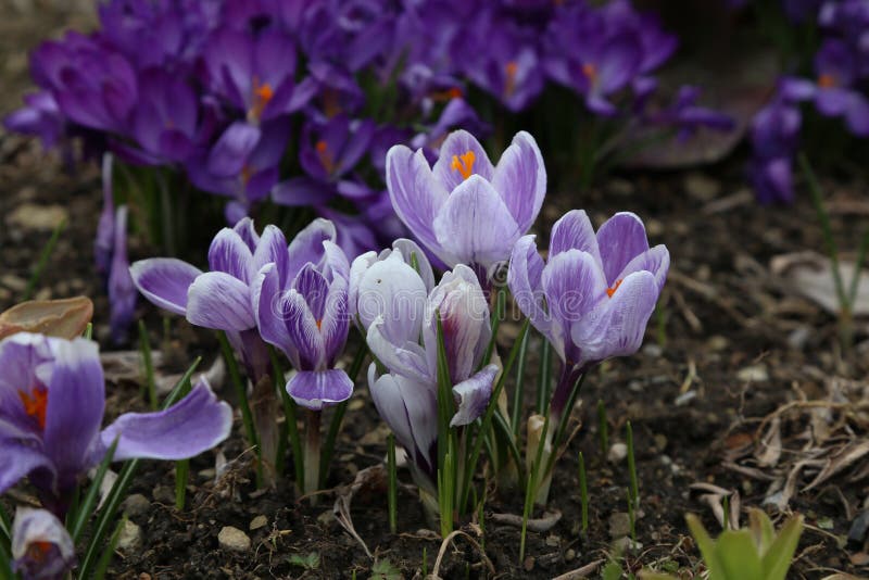 Krokussen stock foto's