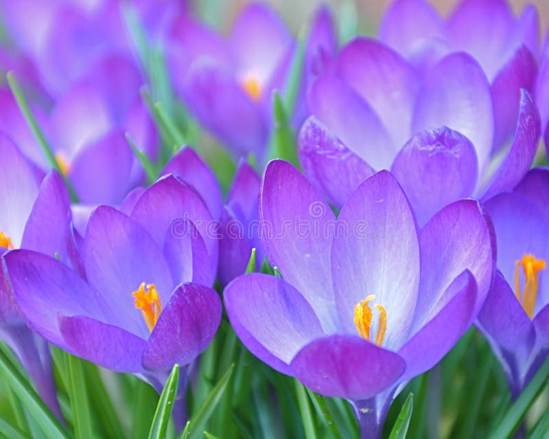 Crocussen stock afbeeldingen
