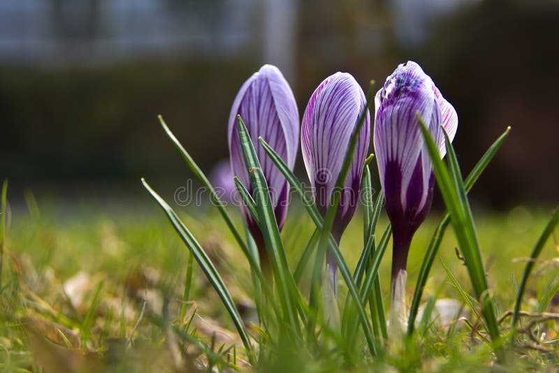Krokussen royalty-vrije stock afbeeldingen