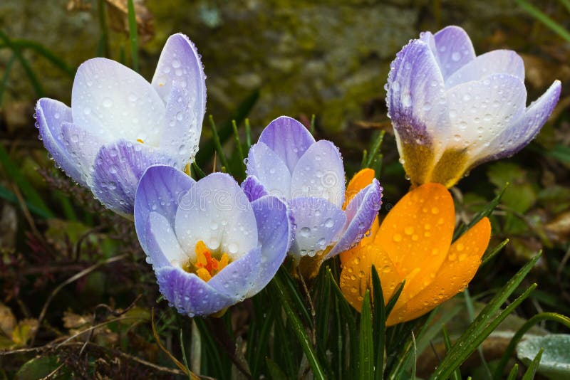 Krokussen royalty-vrije stock afbeelding