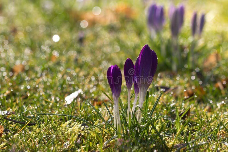 Krokussen stock afbeeldingen