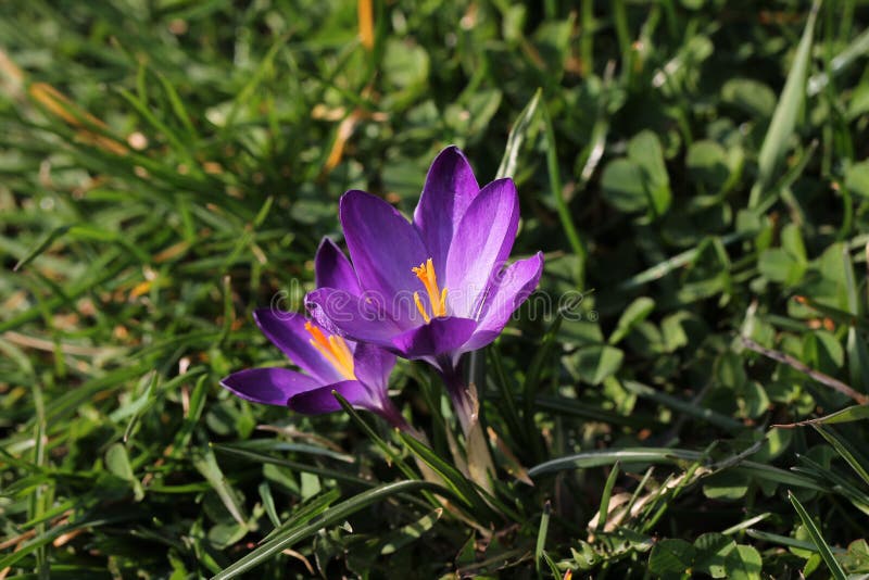 Krokussen stock foto's