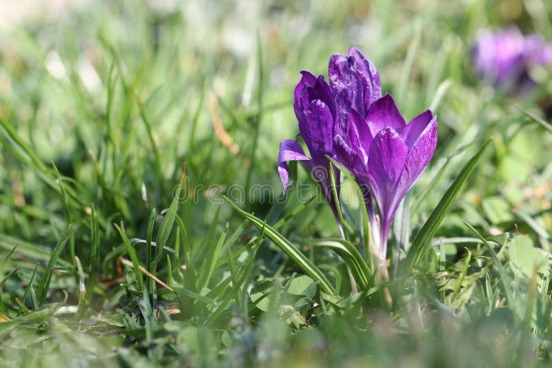 Krokussen stock afbeeldingen