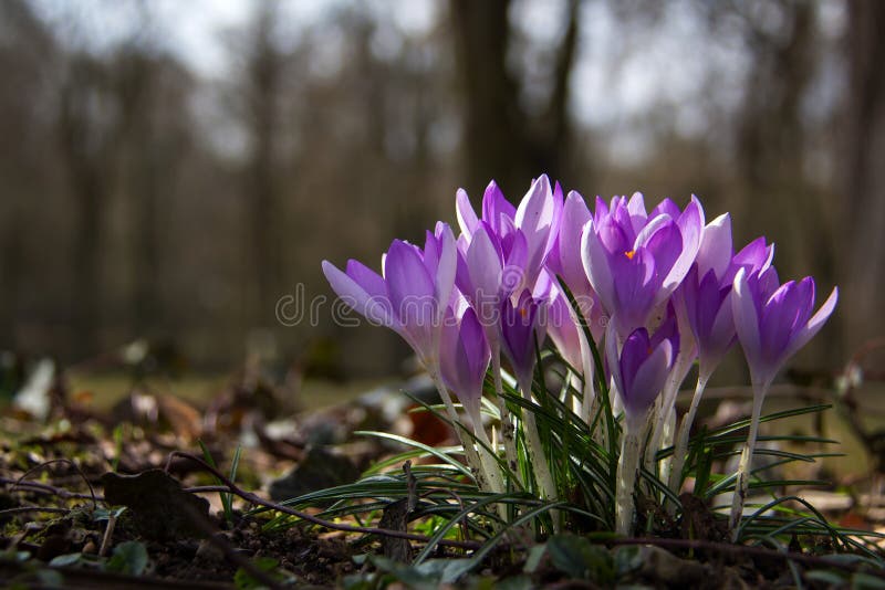 Krokussen stock foto